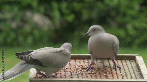Collard Doves (Streptopelia decaocto) squabbling on a garden table before flying away. May, Kent, UK. [Slow motion x5] photo