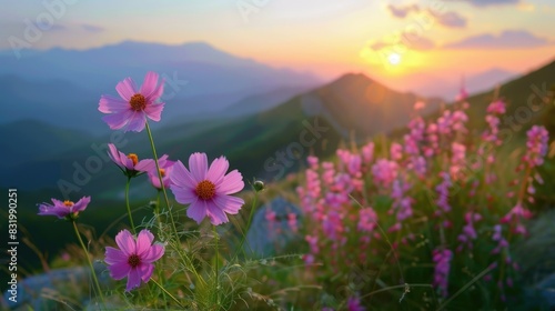 Blooming pink Cosmos flowers in a mountain landscape at sunset