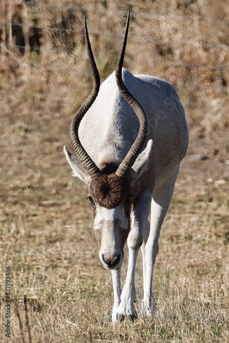 Photography Africa safari