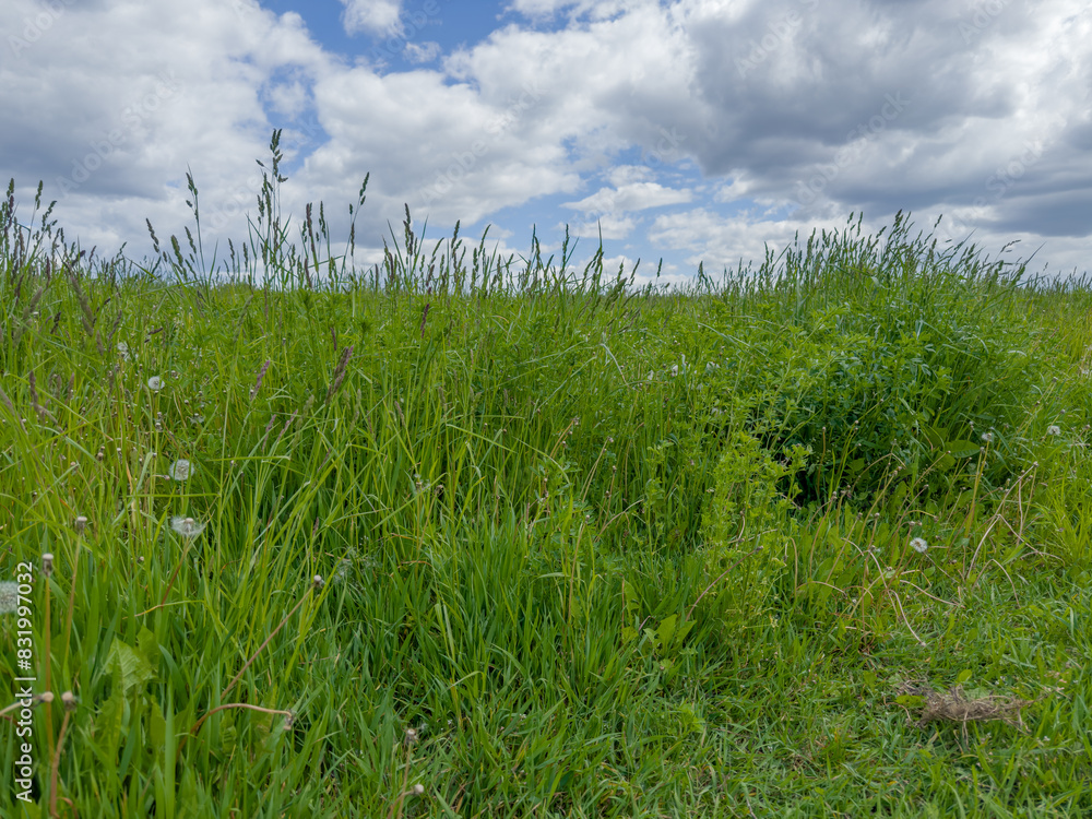 Fototapeta premium Bushes of high grass with ears on meadow against sky