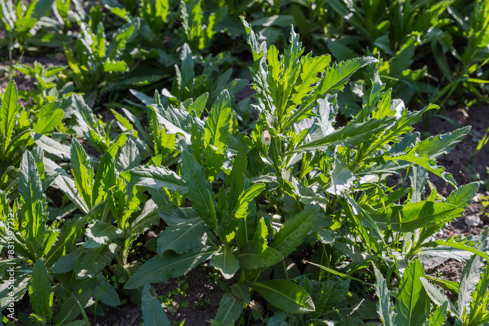Young creeping thistle on field in sunny evening close-up Young creeping thistle on field in sunny evening close-up