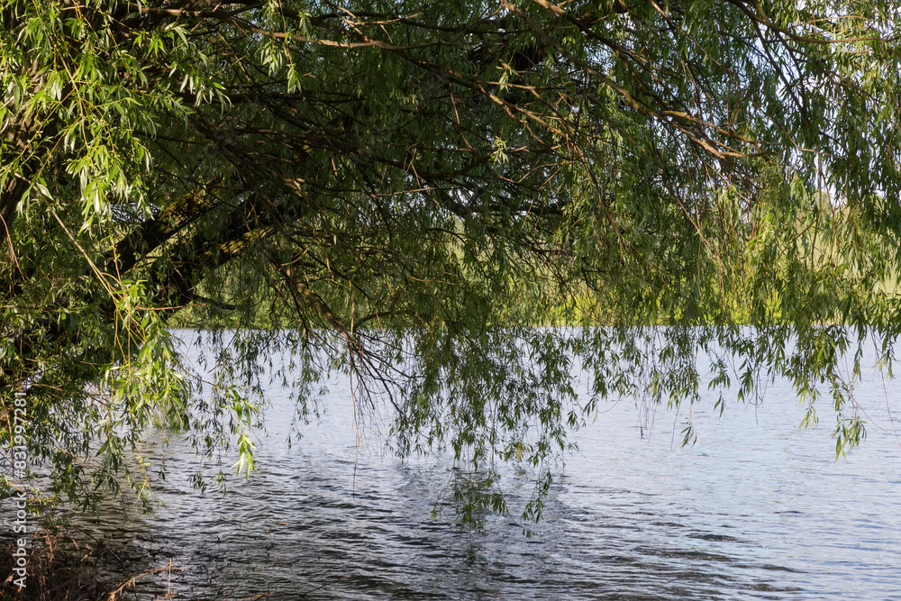 Tilted willows trunks with branches hanging down above lake water Tilted willows trunks with branches hanging down above lake water