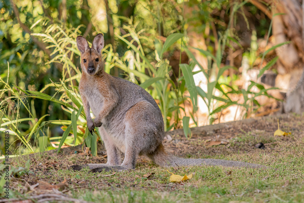 野生のワラビー、Wild Wallaby 野生のワラビー、Wild Wallaby