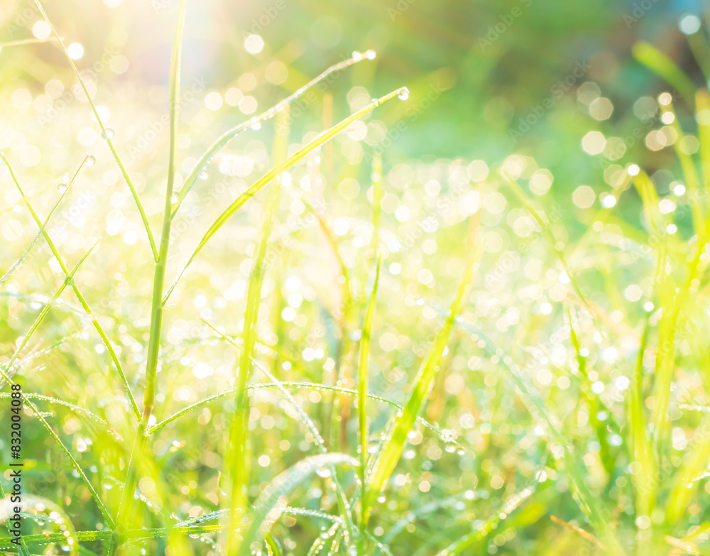 Dew Green Grass Background, Drop Water Wet Leaf Lawn blur Bokeh Field Berb in Morning, Plant Fresh Colseup beauty Growth Plant Outdoor Park with Bright Sun Day, Environment Zero Carbon Eco Ecology. Dew Green Grass Background, Drop Water Wet Leaf Lawn blur Bokeh Field Berb in Morning, Plant Fresh Colseup beauty Growth Plant Outdoor Park with Bright Sun Day, Environment Zero Carbon Eco Ecology.