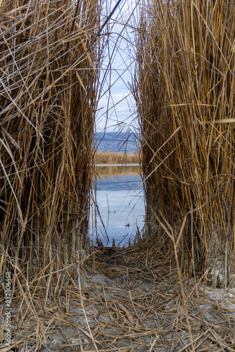 Passage in the form of a tunnel to the lake between tall reeds photo