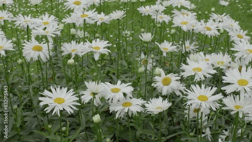 Daisy flowers or meadow flowers in the meadow, closeup.  photo