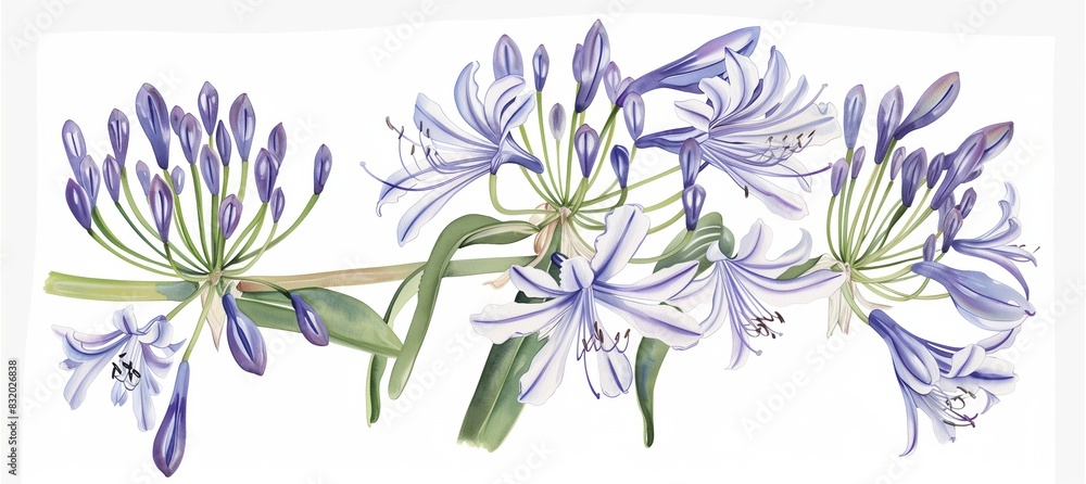 A watercolor artwork portraying blue and purple flowers in full bloom, with their delicate petals standing out against a clean white background.