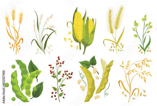 Cereals icons grain plants set. Isolated agriculture corn cob and legume beans or green pea pods farm crop harvest. Ripe grass cereal crops, agricultural plant vector illustration
