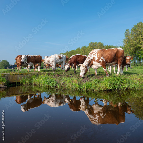 red and white horned cows in green grassy meadow and reflection in water of canal in holland under blue sky in spring © ahavelaar
