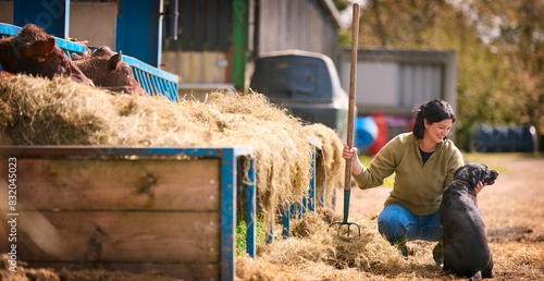 Bild auf Leinwand Female Farm Worker With Dog Using Pitchfork To Feed Hay To Cattle In Barn