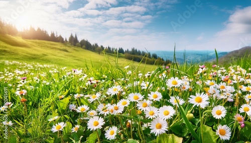 Beautiful spring landscape with meadow flowers and daisies in the grass. Natural summer pano