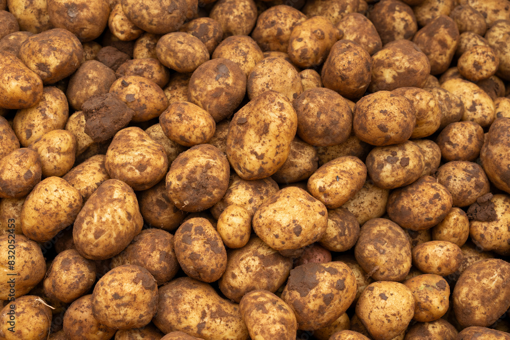 Potatoes in the field during picking Potatoes in the field during picking