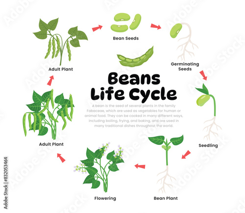 Green Bean Life Cycle Diagram for Science Education development process scheme illustration, Different plant stages examples with bean seeds, germination, seedling, Self reproduction explanation.