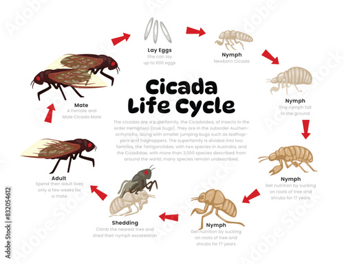 Cicada Life Cycle Diagram for Science Education development process scheme illustration, Different insect stages from stages eggs, nymph, shedding to adult cicada bug, reproduction explanation.