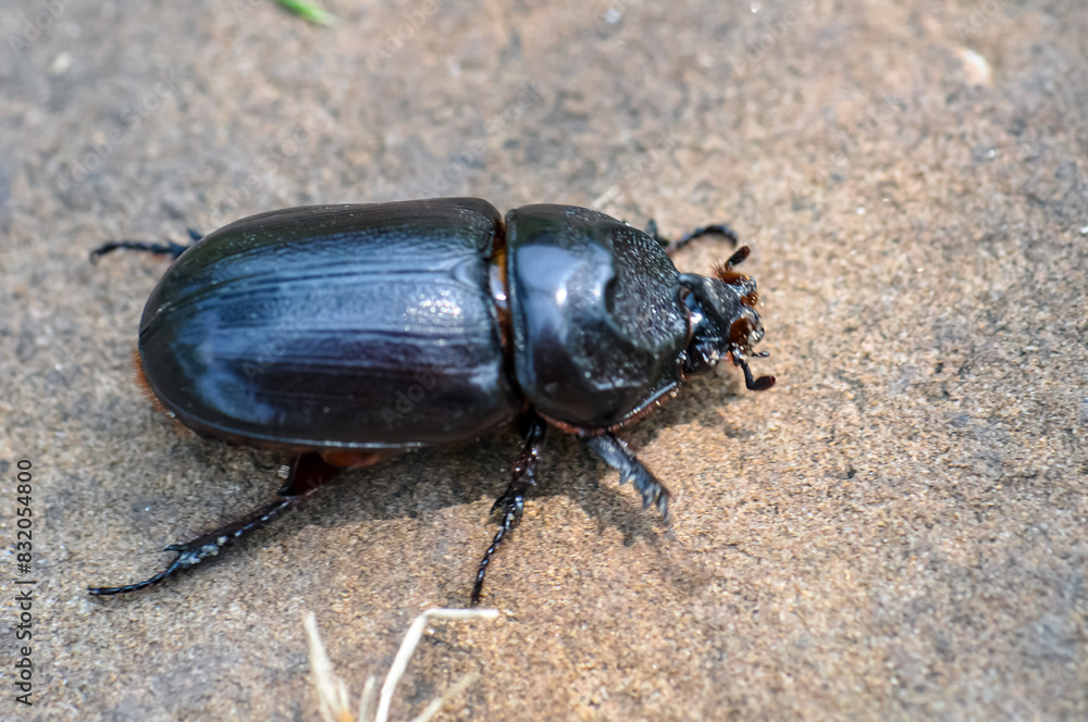 Macro photo of a black beetle called Oryctes rhinoceros Macro photo of a black beetle called Oryctes rhinoceros