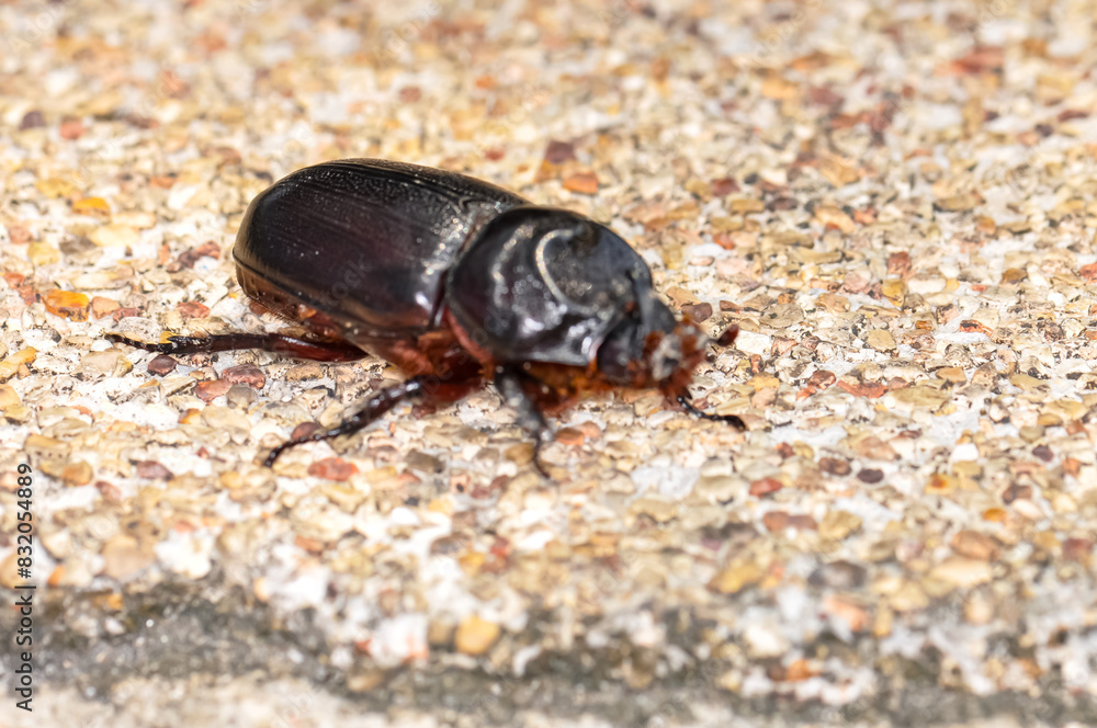 Macro photo of a black beetle called Oryctes rhinoceros Macro photo of a black beetle called Oryctes rhinoceros