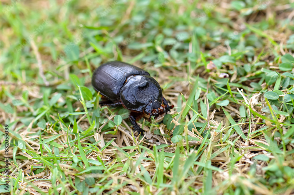 Macro photo of a black beetle called Oryctes rhinoceros Macro photo of a black beetle called Oryctes rhinoceros