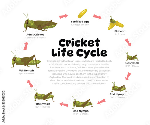 Cricket Life Cycle Diagram for Science Education development process scheme illustration, Different insect stages from stages egg, pinhead, nymph to adult cricket bug, reproduction explanation.