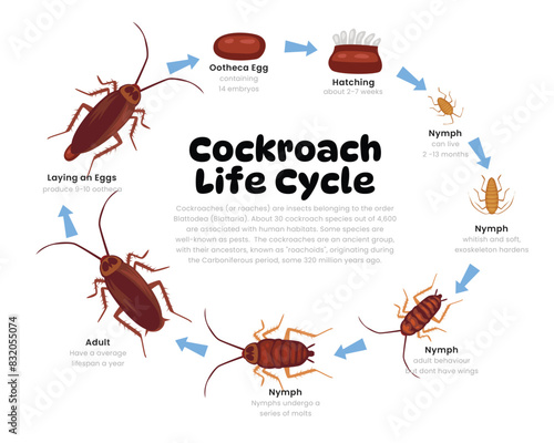 Cockroach Life Cycle Diagram for Science Education development process scheme illustration, Different insect stages from stages ootheca, hatching, nymph to adult cockroach, reproduction explanation. photo