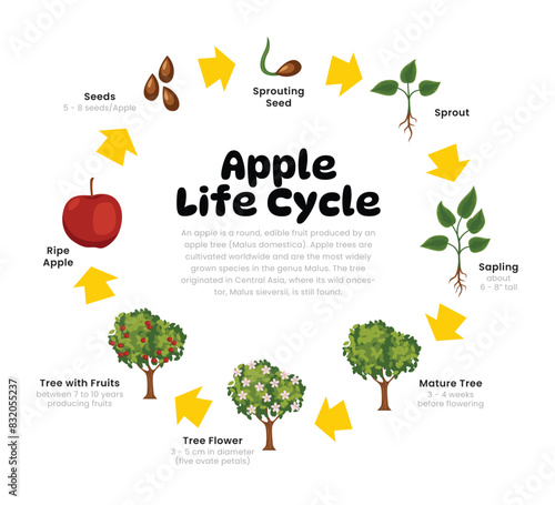 Apple Tree Life Cycle Diagram for Science Education development process scheme illustration, Different insect stages from stages seeds, flowering to ripe fresh apple, reproduction explanation