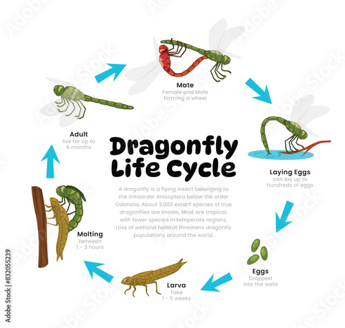 Dragonfly Life Cycle Diagram for Science Education development process scheme illustration, Different insect stages from stages mating, laying egg, larva, molting to adult, reproduction explanation.
