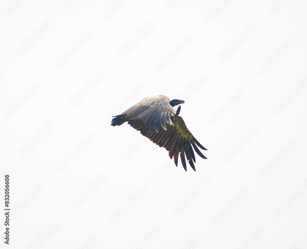 Obraz premium A long billed or indian vulture or gyps indicus during flight with wings open in Gwalior region of Madhya Pradesh in Central India