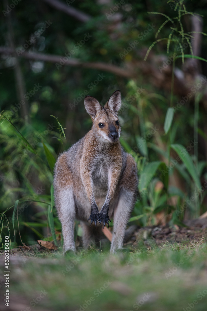 野生のワラビー、Wild Wallaby 野生のワラビー、Wild Wallaby