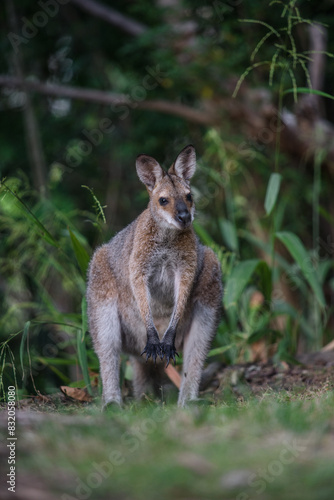 野生のワラビー、Wild Wallaby