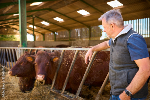 Mature Male Farm Worker Checking On Cattle In Barn At Feeding Time
