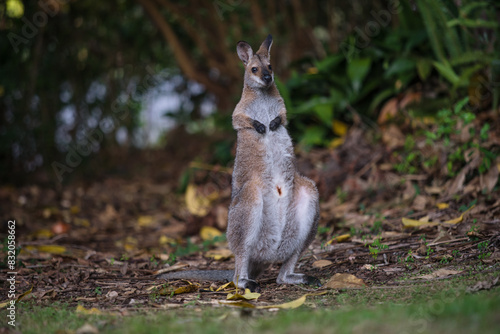 野生のお腹を掻いているワラビー、Wild Wallaby She's scratching her belly.