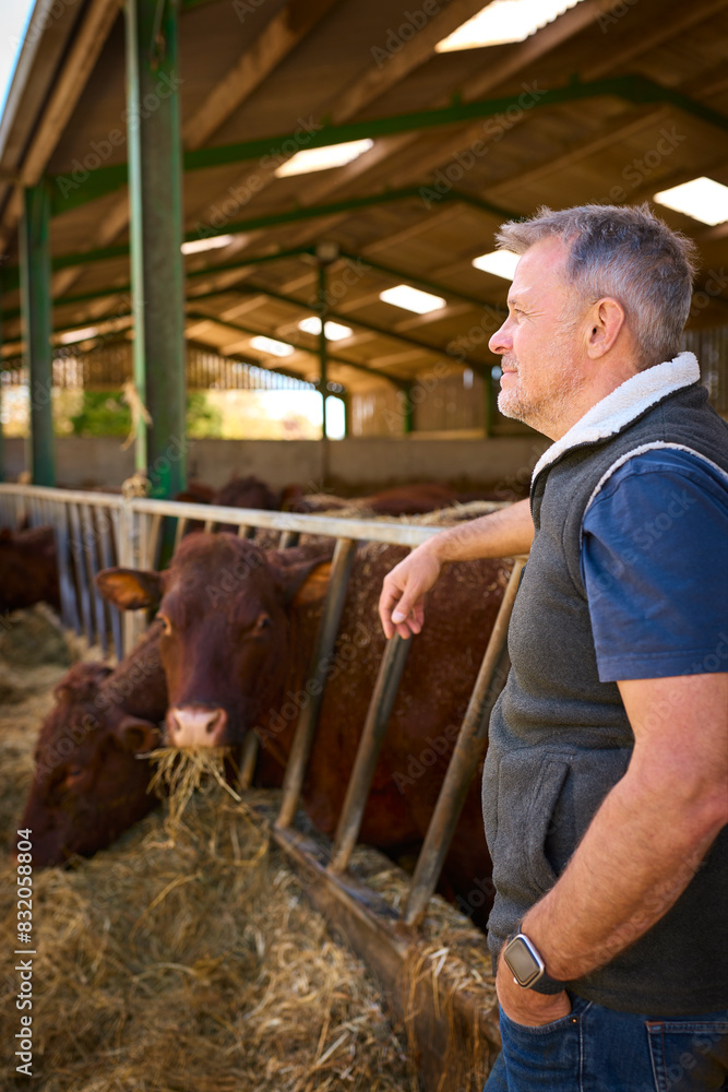 Mature Male Farm Worker Checking On Cattle In Barn At Feeding Time Mature Male Farm Worker Checking On Cattle In Barn At Feeding Time