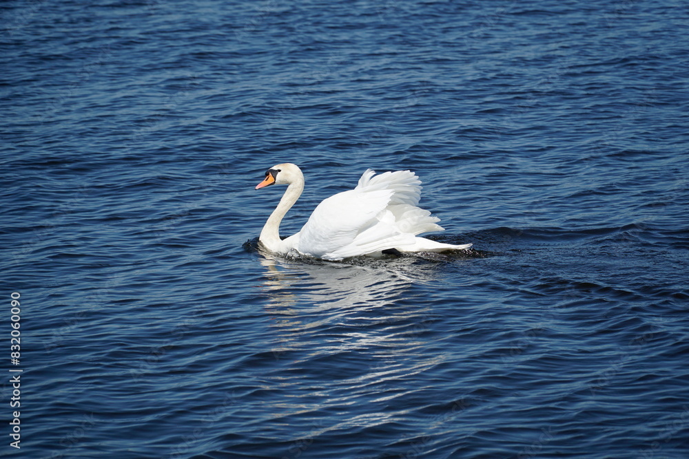 Single white swan swimming on water