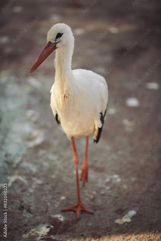 stork walking on a farm. white heron in the city zoo. European white stork (Ciconia ciconia) portrait stork walking on a farm. white heron in the city zoo. European white stork (Ciconia ciconia) portrait