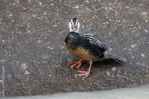 Pato cortacorrientes (Merganetta armata)