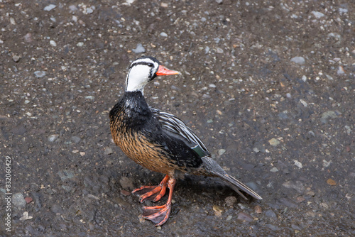 Pato cortacorrientes (Merganetta armata)