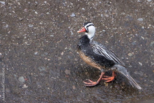 Pato cortacorrientes (Merganetta armata)