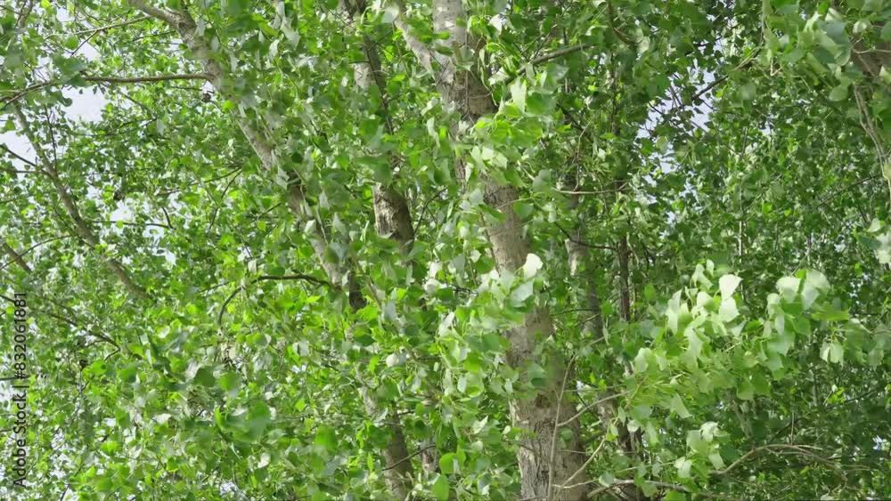 green leaves trees moving in the wind. green leaves trees moving in the wind.