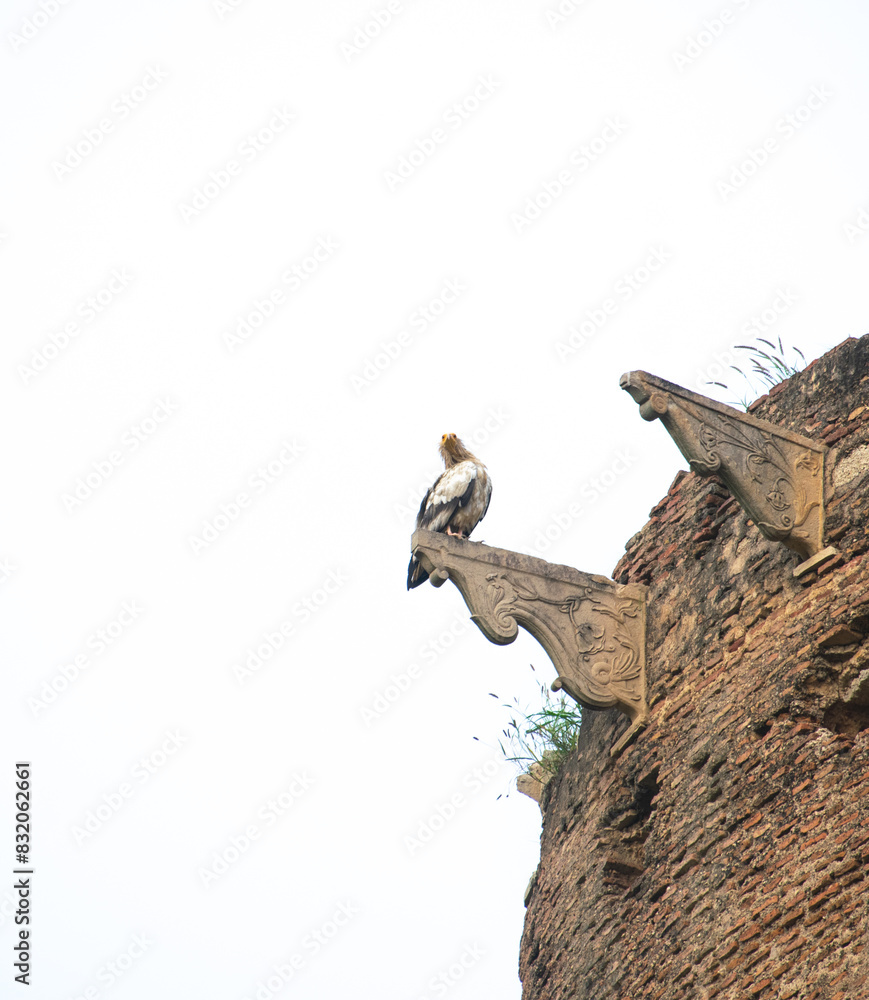 Fototapeta premium Egyptian Vulture or Neophron percnopterus bird perching on a historical fort or castle building in india