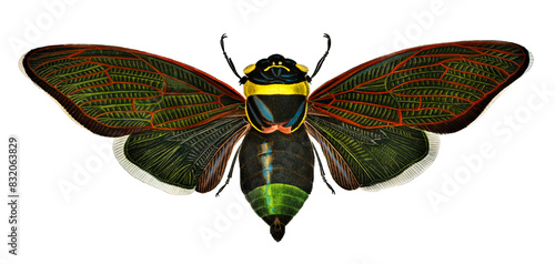 Vintage gian cicada png butterfly, remix from artworks by Charles Dessalines D'orbigny photo