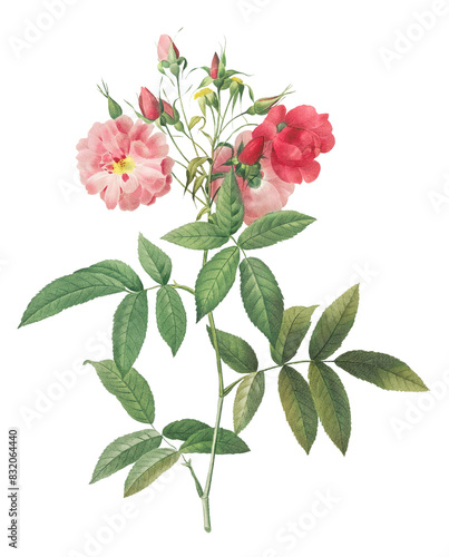 Vintage subcorymbose Hudson rose transparent png