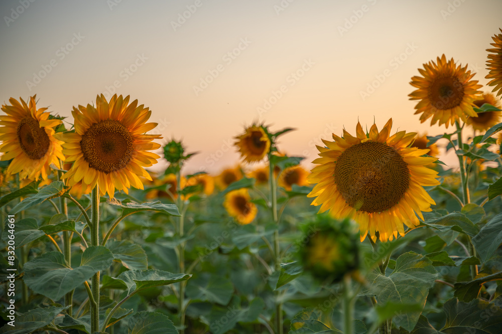 Obraz premium Field sunflowers in the warm light of the setting sun. Summer time. Concept agriculture oil production growing.