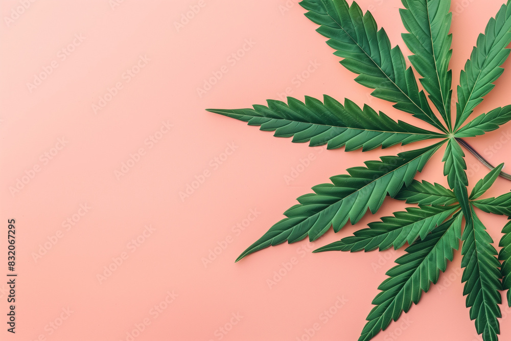 Cannabis leaves on pink background, copy space Cannabis leaves on pink background, copy space