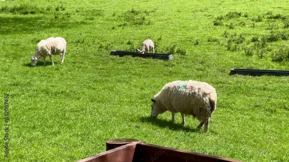 flock of sheep and lambs on the meadow, Ireland flock of sheep and lambs on the meadow, Ireland