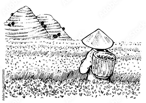 Tea Picker on Plantation Vector outline illustration. One female worker back turned, collecting leaves in a triangular Asian straw hat. Woman and man farmer. Black line art sketch drawing