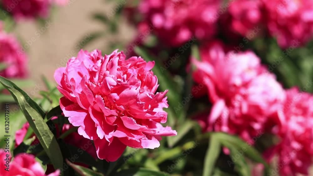 Pink peony flowers in the park. Large peony flowers. Flowers outdoors. Close-up of pink lush flowers. Natural floral background. Peonies are a type of herbaceous perennial plant Pink peony flowers in the park. Large peony flowers. Flowers outdoors. Close-up of pink lush flowers. Natural floral background. Peonies are a type of herbaceous perennial plant