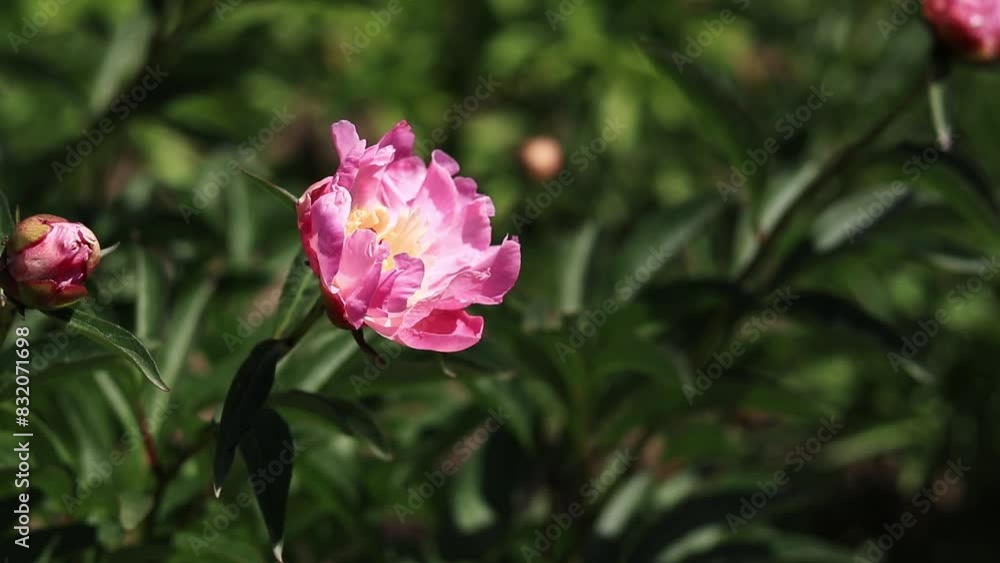 Pink peony flowers in the park. Large peony flowers. Flowers outdoors. Close-up of pink lush flowers. Natural floral background. Peonies are a type of herbaceous perennial plant Pink peony flowers in the park. Large peony flowers. Flowers outdoors. Close-up of pink lush flowers. Natural floral background. Peonies are a type of herbaceous perennial plant
