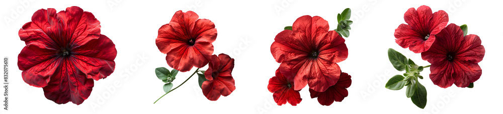 Red flower set PNG. Petunia flower set different views PNG. Red petunia flower PNG. Red petunia flower top view isolated. Summer flower petunia flat lay PNG. Summertime bloom Red flower set PNG. Petunia flower set different views PNG. Red petunia flower PNG. Red petunia flower top view isolated. Summer flower petunia flat lay PNG. Summertime bloom