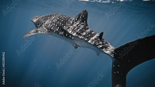 Mystical large beast of whale shark in slow motion swimming with light on body photo