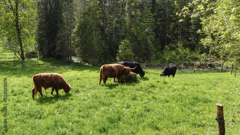 Scottish highland cattle grazing in black forest Scottish highland cattle grazing in black forest
