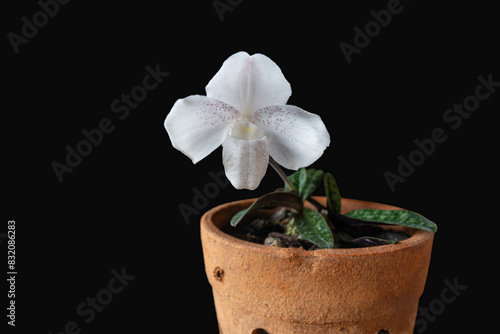 Closeup view of potted white blooming lady slipper orchid paphiopedilum niveum isolated on black background photo